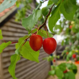 Do more of what you love 💚
Bottling .....
🔥 Kimchi
🍒 Fermented cherries
🌶 Sweet chilli sauceThanks to @bestbeforecafe for cabbage and cherries
And early summer ☀️ gave me the miniature cherry plums for the sweet chilli .#guthealthyfood
#foodrescue
