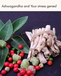 Research suggests that ashwagandha (withania somniferum) extracts may lower stress, anxiety, and cortisol levels.Their are genetic variations where the breakdown of glutamate to Gaba is slower therefore creating an imbalance in this system. With nutrigenomic testing we can help restore this balance - possibly with herbs like Withania . Withania is thought to act by activating the GABA system and calming the Glutamate system.#HerbalMedicine #PatientTips #StressSupport #Nutrigenomics”