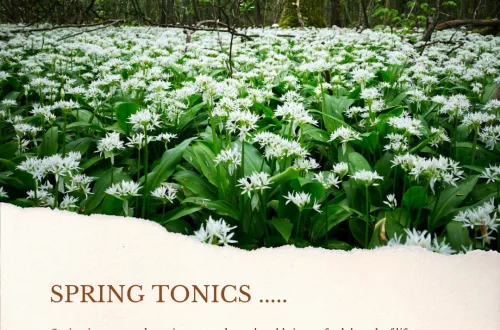 wild garlic excellent spring tonics