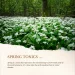 wild garlic excellent spring tonics